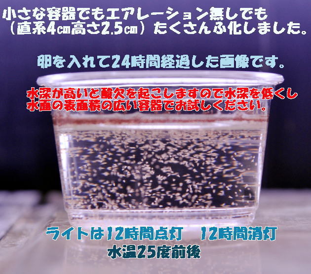 EPA含有 ベトナム産 ブラインシュリンプ 　10g 孵化率95％以上 ブラインシュリンプエッグ　 アルテミア　_画像2