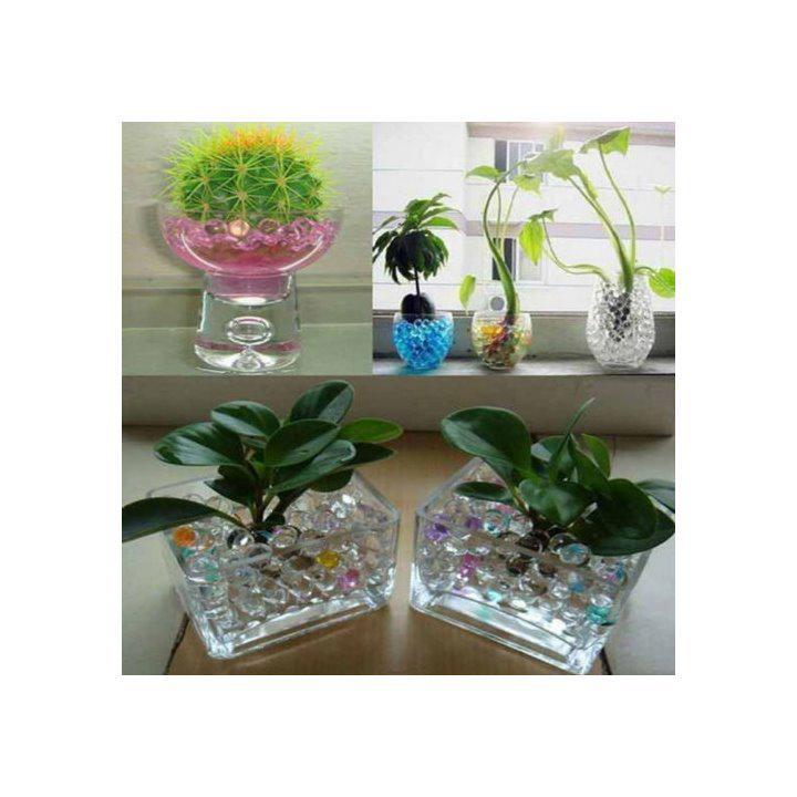 ヤフオク 1000円スタート 観葉植物 水栽培 ポリマー ゼリ