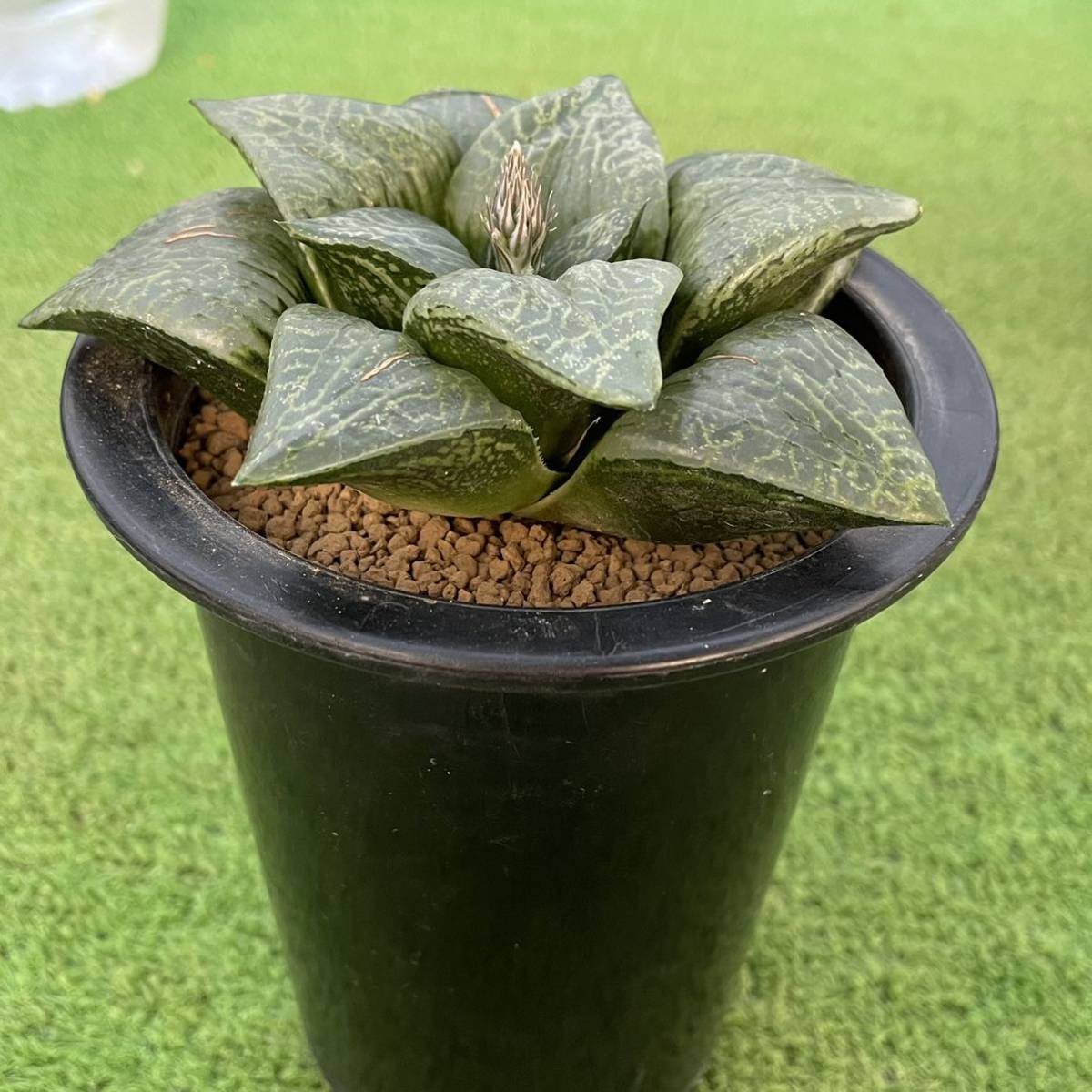 ≧∇≦)多肉植物 ハオルチア 裏般若実生|サボテン ≧∇≦)多肉植物 ハオルチア 裏般若実生|サボテン