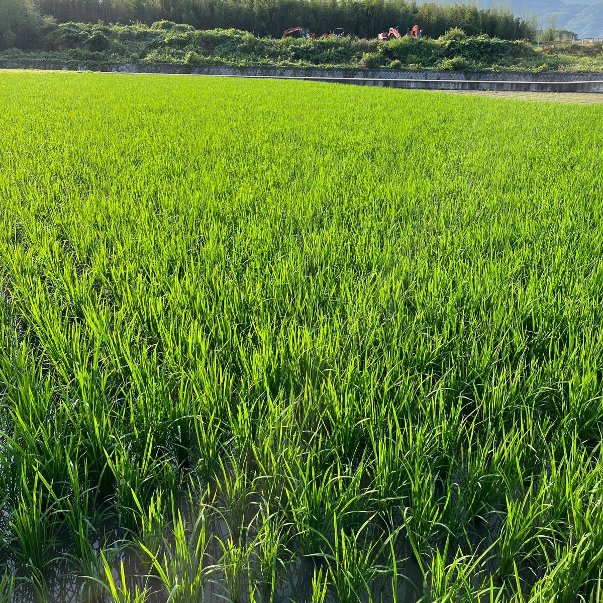 キヌヒカリ 玄米 25kg 令和5年 徳島産