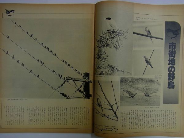 E37【 横浜情報 雑誌 】市民グラフ ヨコハマ 1983 No.44 全ページ特集:横浜 野鳥図鑑 カラーで見る横浜の野鳥11選 横浜野鳥地図