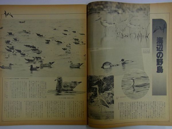 E37【 横浜情報 雑誌 】市民グラフ ヨコハマ 1983 No.44 全ページ特集:横浜 野鳥図鑑 カラーで見る横浜の野鳥11選 横浜野鳥地図