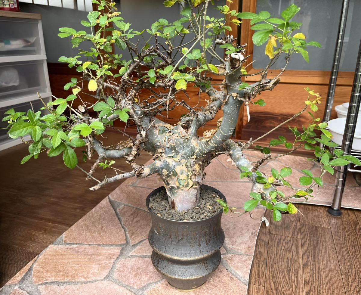 コミフォラ アフリカーナ Yahoo!オークション - コミフォラ アフリカーナ Commiphora