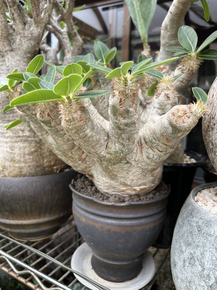 Pachypodium eburneum パキポディウム エブレネウム コーデックス 塊根植物 多肉植物 5年管理 発根済　安心株 グラキリス パキプス アガベ _画像2