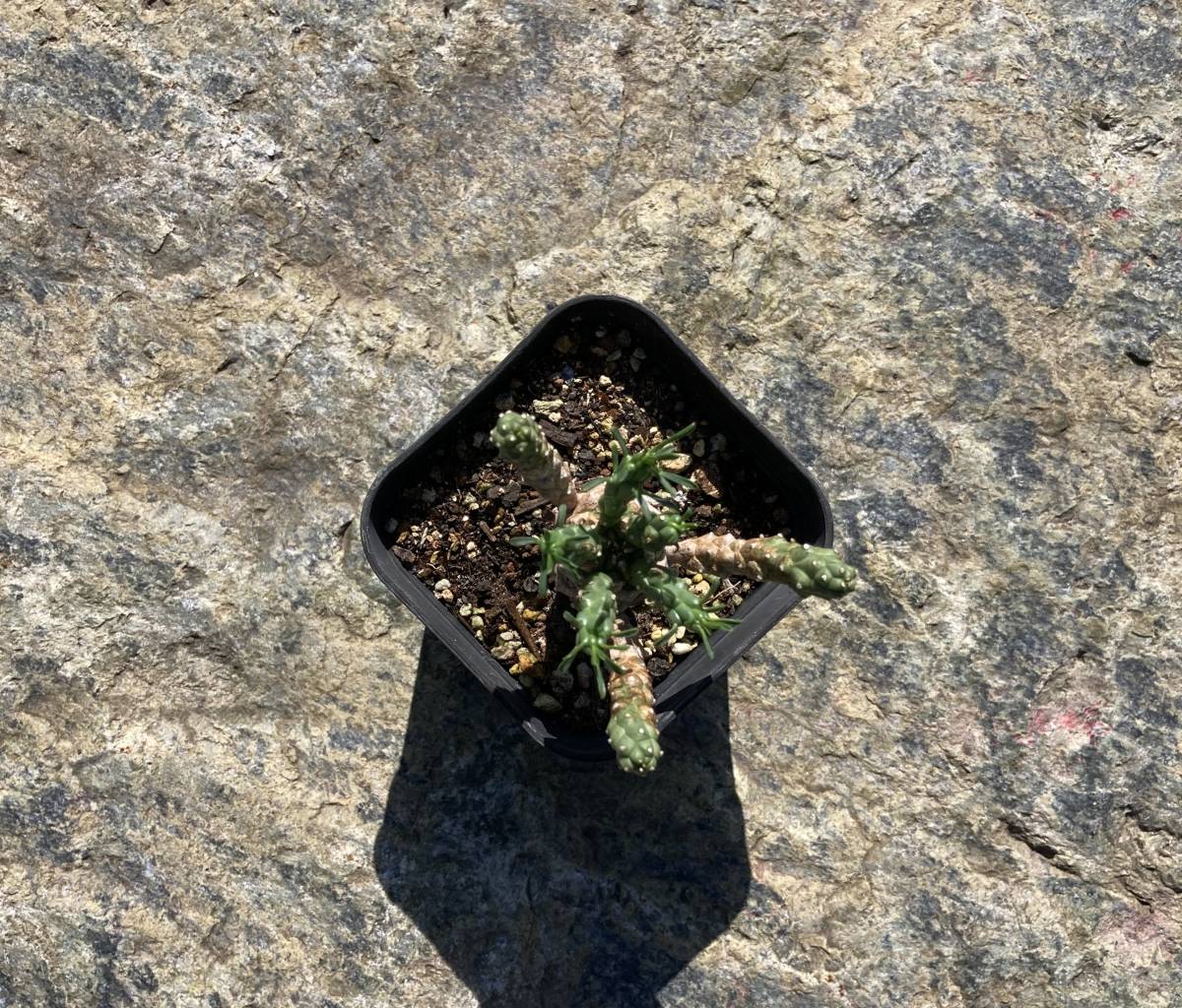 天荒竜 Euphorbia caput-medusae ユーフォルビア 実生 小苗_画像3