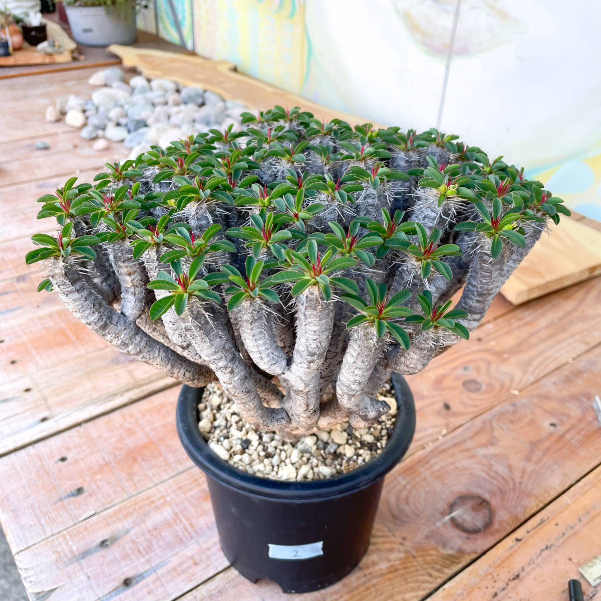 ユーフォルビア ギラウミニアナ2 ※鉢のまま発送 !【多肉植物】【観葉