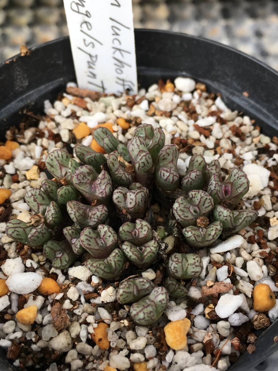 コノフィツム　ルックホフィー　Conophytum luckhoffii ARM1052 Engelspunt -3_画像2