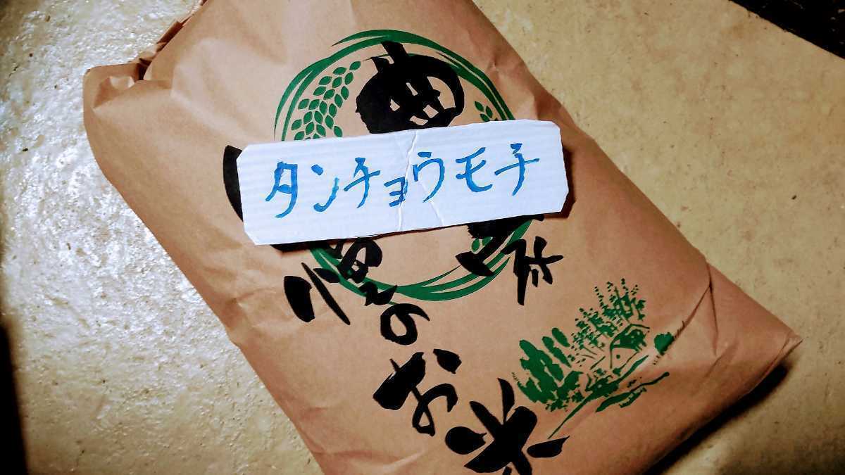 令和5年産もち米玄米10kg　減農薬栽培タンチョウモチ　福井県産　農家直送　送料込み　管理番号２_画像1