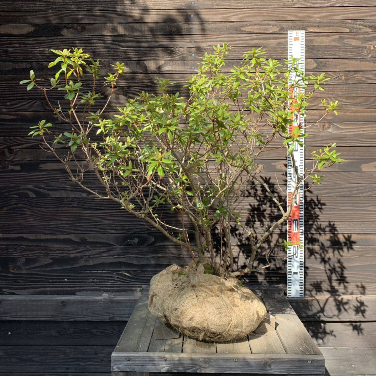 希少原種》ブルーダイヤモンド/大株【現品】管理24298 【植木・苗木