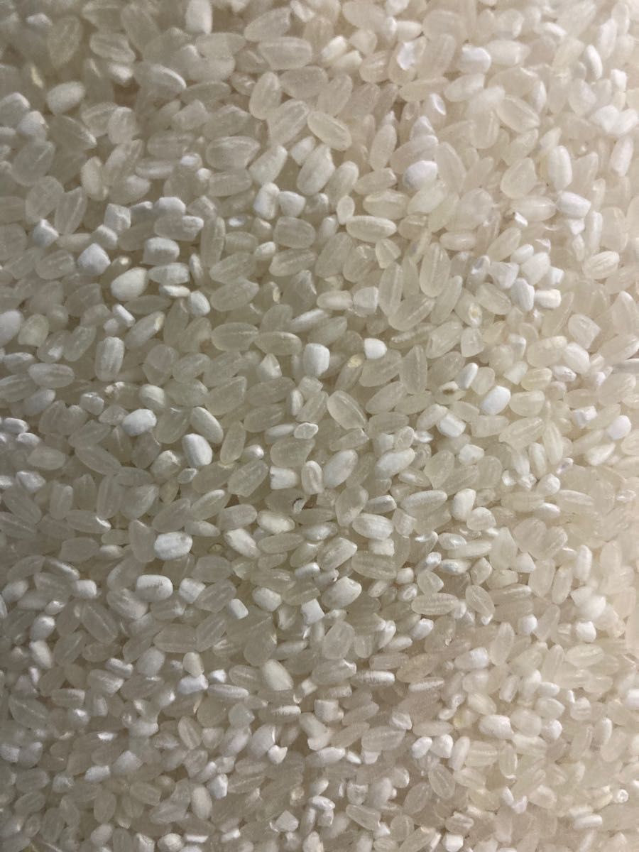 コスパ米20kg(5kg×4袋)お米 白米 - 米
