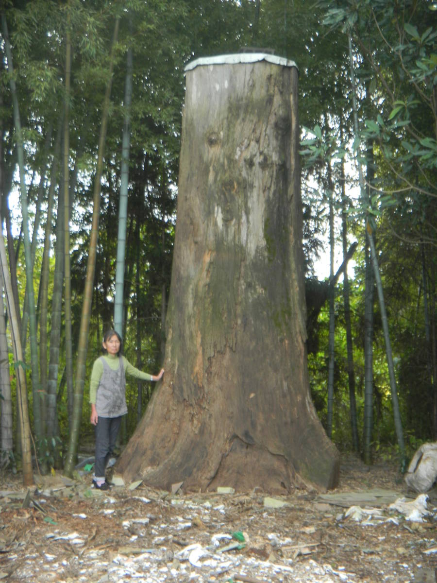 肥後（熊本県）赤樟木巨木、国内銘木最大級、末口１．２５ｍ、元口３ｍ、高さ約５ｍ、重さ約６トン