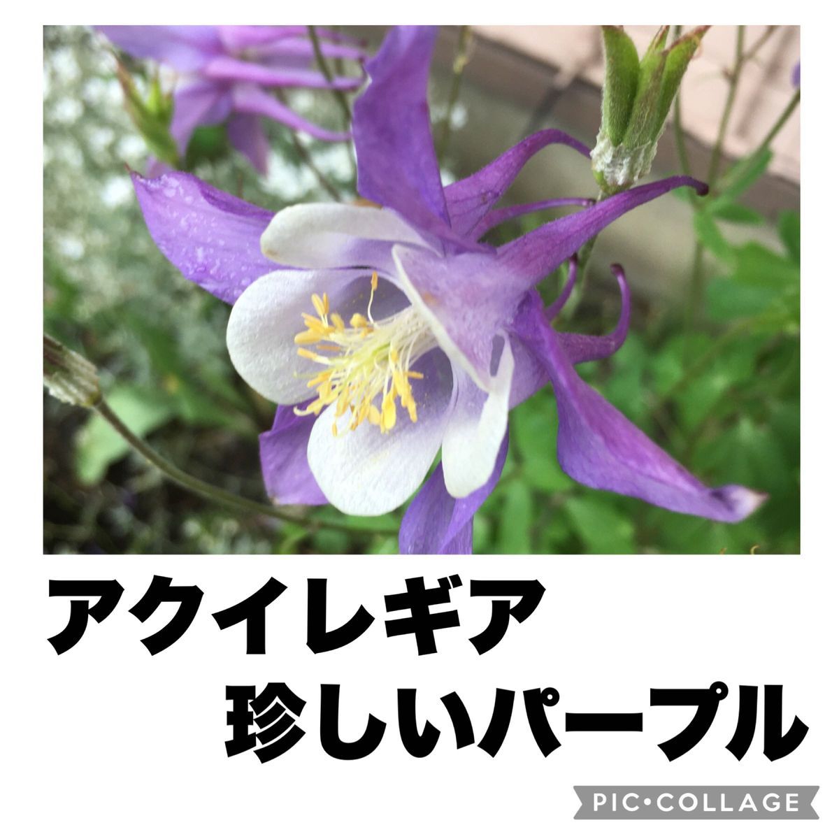 西洋オダマキ　アクイレギア　パープルホワイト　紫　種子　30粒　秋蒔き用