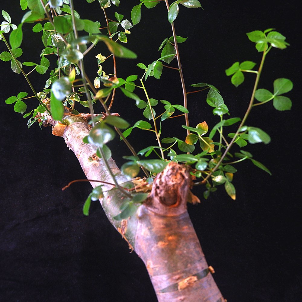 1円スタート ショップネームタグ付き 発根済み 洋盆栽 灌木 コミフォラ クア Commiphora kua 高さ47cm 希少 出葉済み_画像6