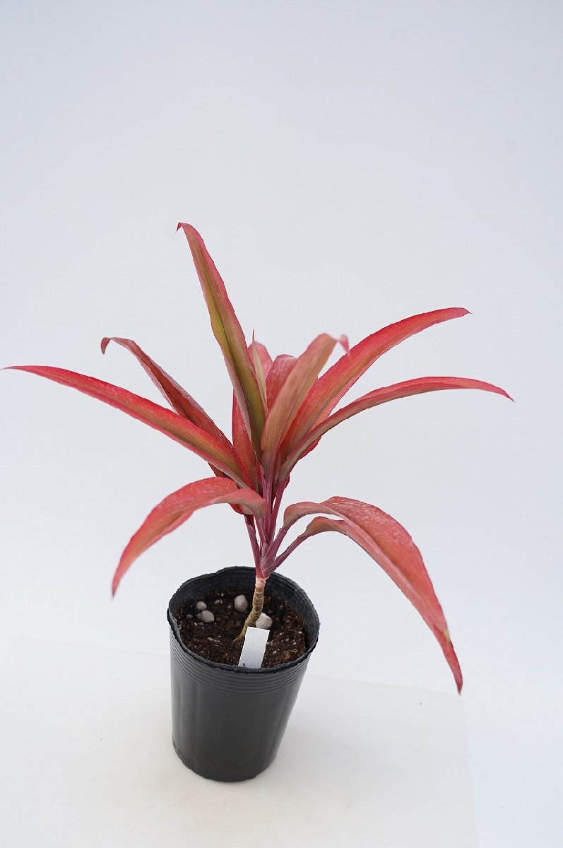 ★TO★ハワイのティーリーフ　ジミー ノーブル　Cordyline ’Jimmy Noble’　コルディリネ　ドラセナ　観葉植物　3.5号ポット苗　100サイズ_画像4