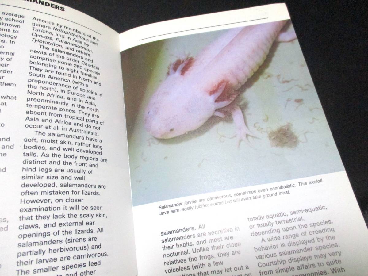  newt . Mexico salamander (u-pa- LOOPER ) complete breeding manual bait attaching .. person new to reference uoNewts and Salamanders