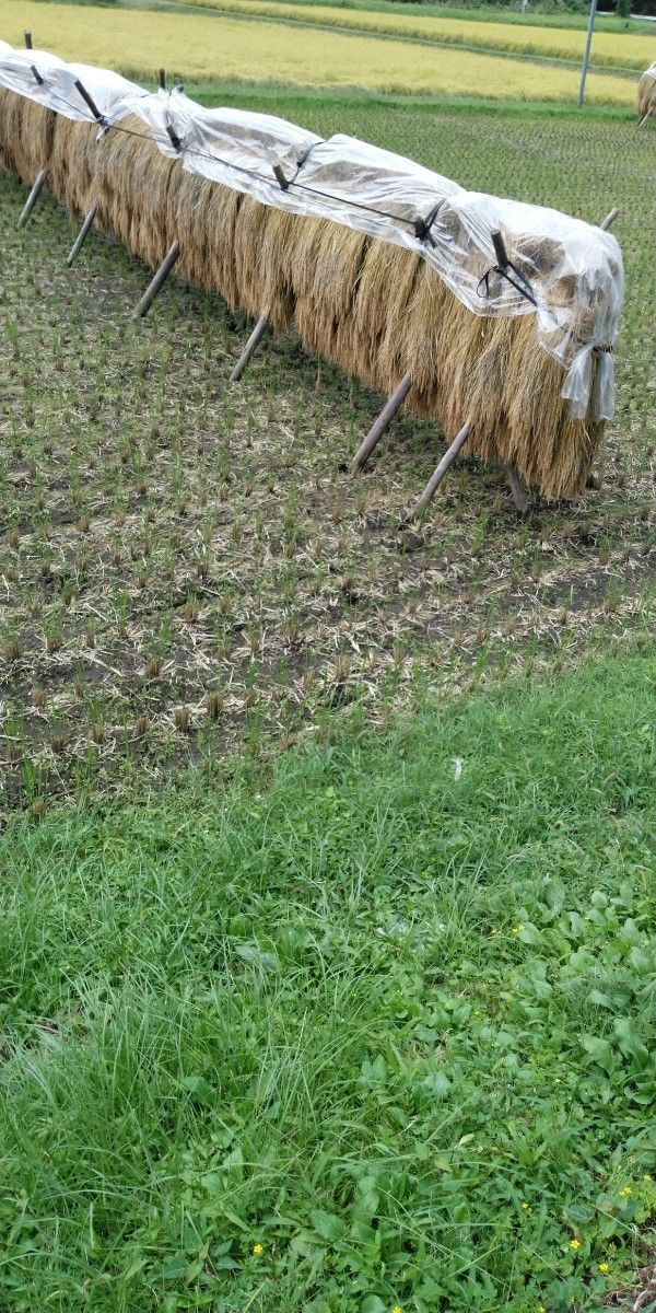 栃木県新米 特一等米コシヒカリ5キロ無農薬にて作り上げた頑固オヤジの