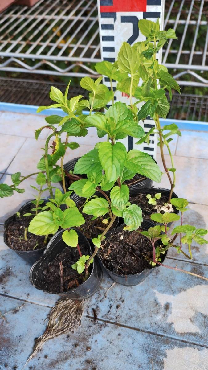 送料込み、イエルバブエナ・モヒートミント苗一つ。フレッシュミントティーやモヒートの材料に。ベランダ菜園に。強いので栽培が簡単。_画像1
