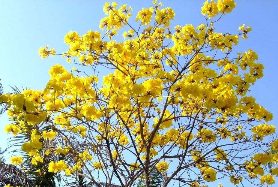 年末売り尽くし激安即決価格　来春の蕾あり　幸せの黄色い花　☆イペー☆　H2.5ｍ　2_画像1