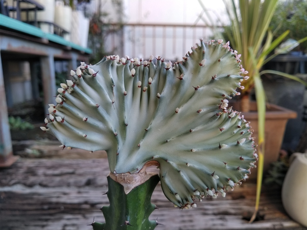 【ユーフォルビア・ラクティア・マハラジャ＊Euphorbia lactea＊ユウヤケサンゴ＊】09★写真現品＊ポットごと発送★の画像2