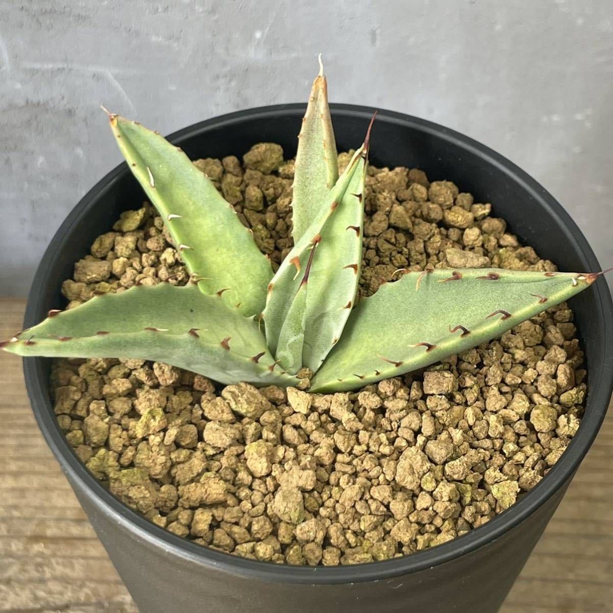 アガベ パリー ネオメキシカーナAgave parryi neomexicana 30_画像1