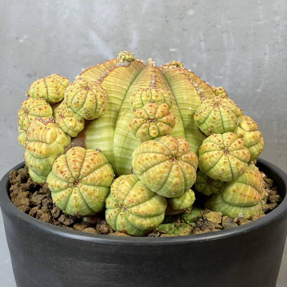 ユーフォルビア 子吹 シンメトリカEuphorbia obesa ssp.symmetrica③_画像2