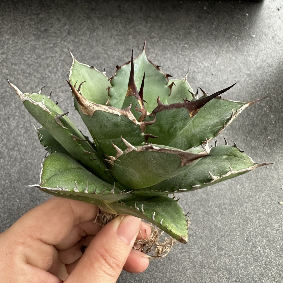 Sản phẩm D40 【パンダ園芸】【AGAVE TITANOTA FO-076