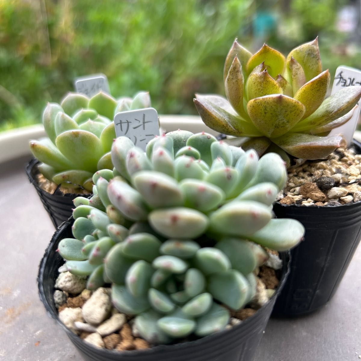 多肉植物 エケベリア 抜き苗 10苗 セットNO.15 サントリーニ ジェイドグレイス