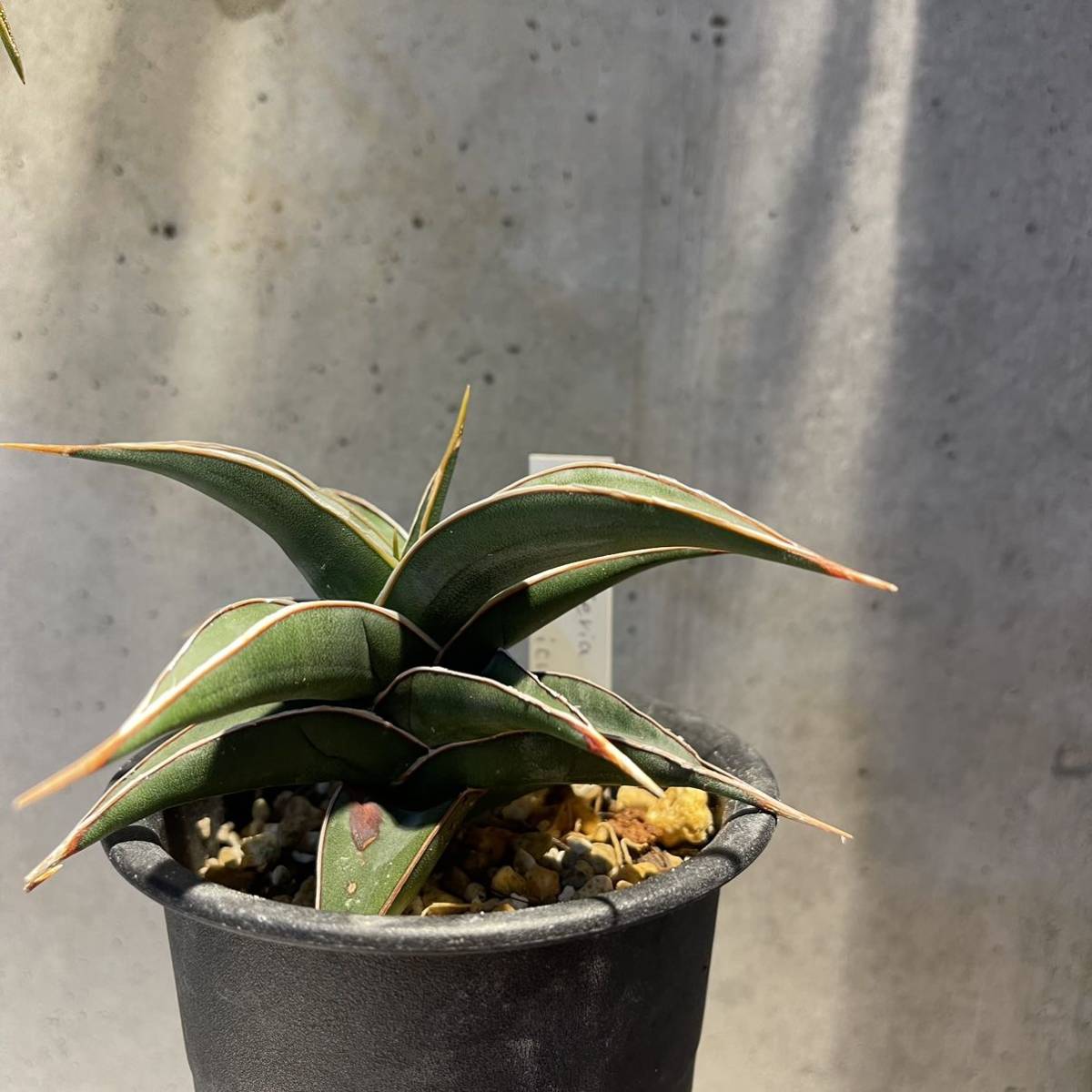 Sansevieria Pinguicula サンスベリア ピングイキュラ_画像2