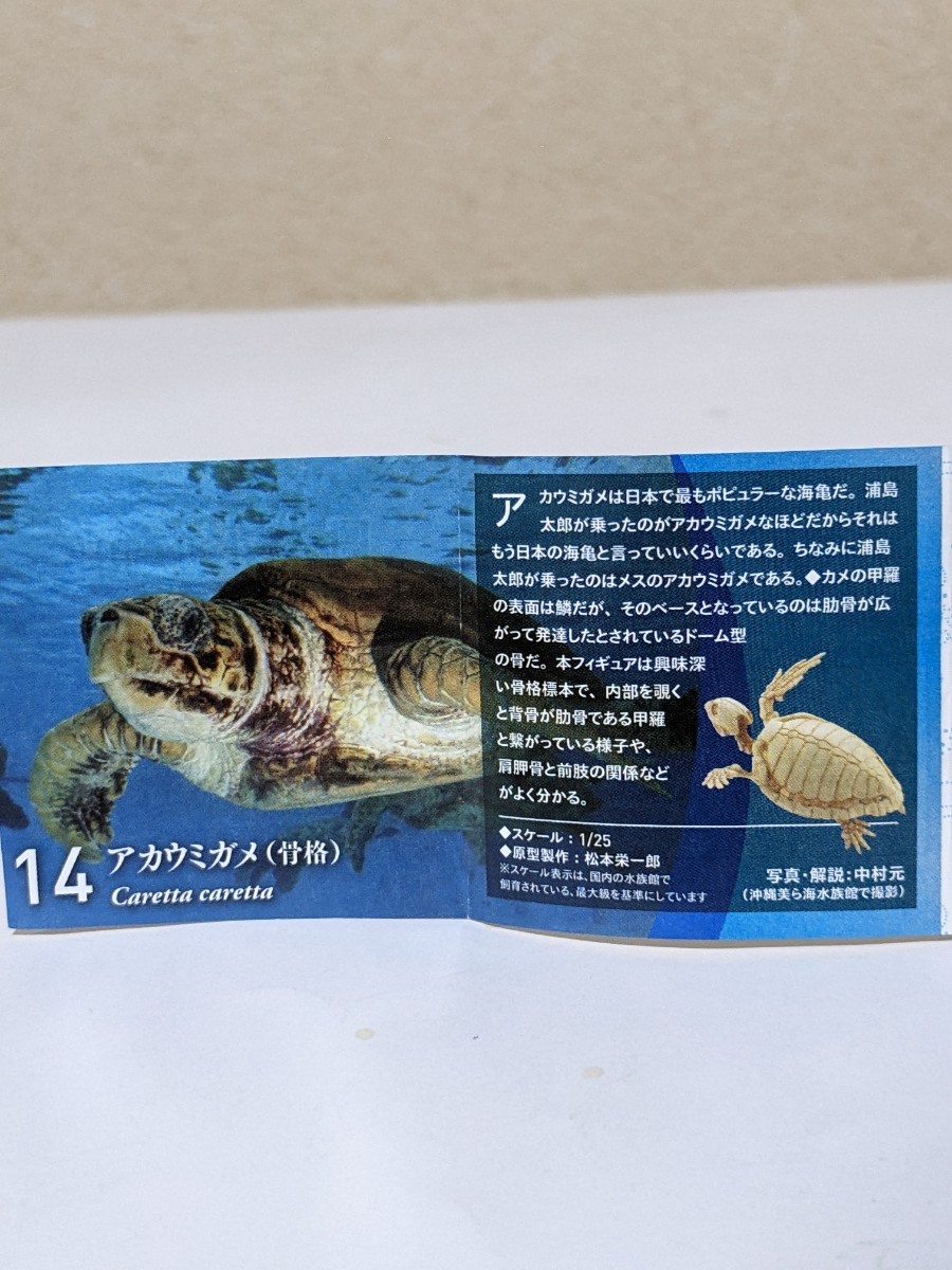 限定 海洋堂 日本水族館立体生物図録4 アカウミガメ骨格 限定 海洋堂 日本水族館立体生物図録4 アカウミガメ骨格