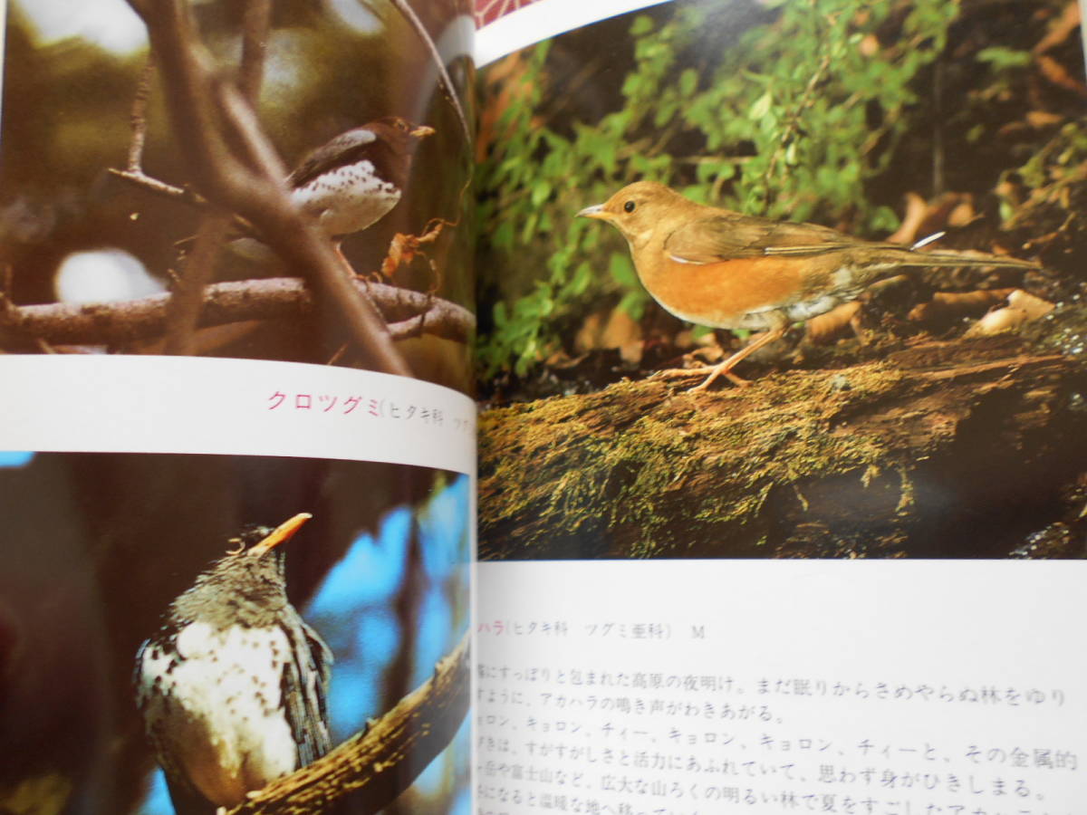 ★山梨の野鳥 (山日カラーブックス) やまなし野鳥の会研究グループ(編集)★山日カラーブックス★このほん片手にバードウォッチング★_画像9