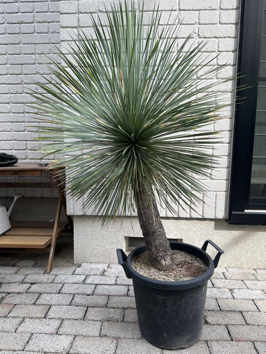 希少!ユッカ リネアリフォリア (Yucca linearifolia)リネア 希少!ユッカ リネアリフォリア (Yucca linearifolia)リネア