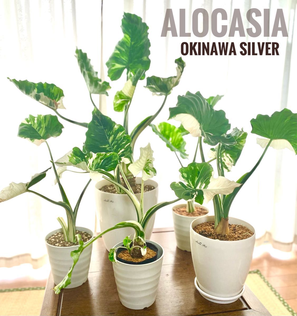 斑入りクワズイモ 鉢シリーズ Alocasia　約7０cm pot22cm Yahoo!フリマ（旧）