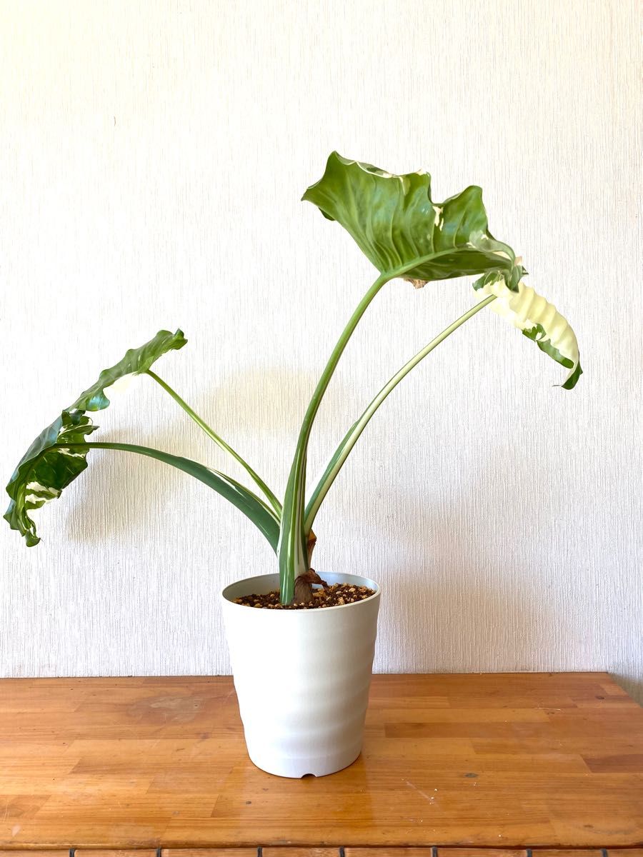 斑入りクワズイモ ！鉢シリーズ！Alocasia　約7０cm　pot１８cmf3