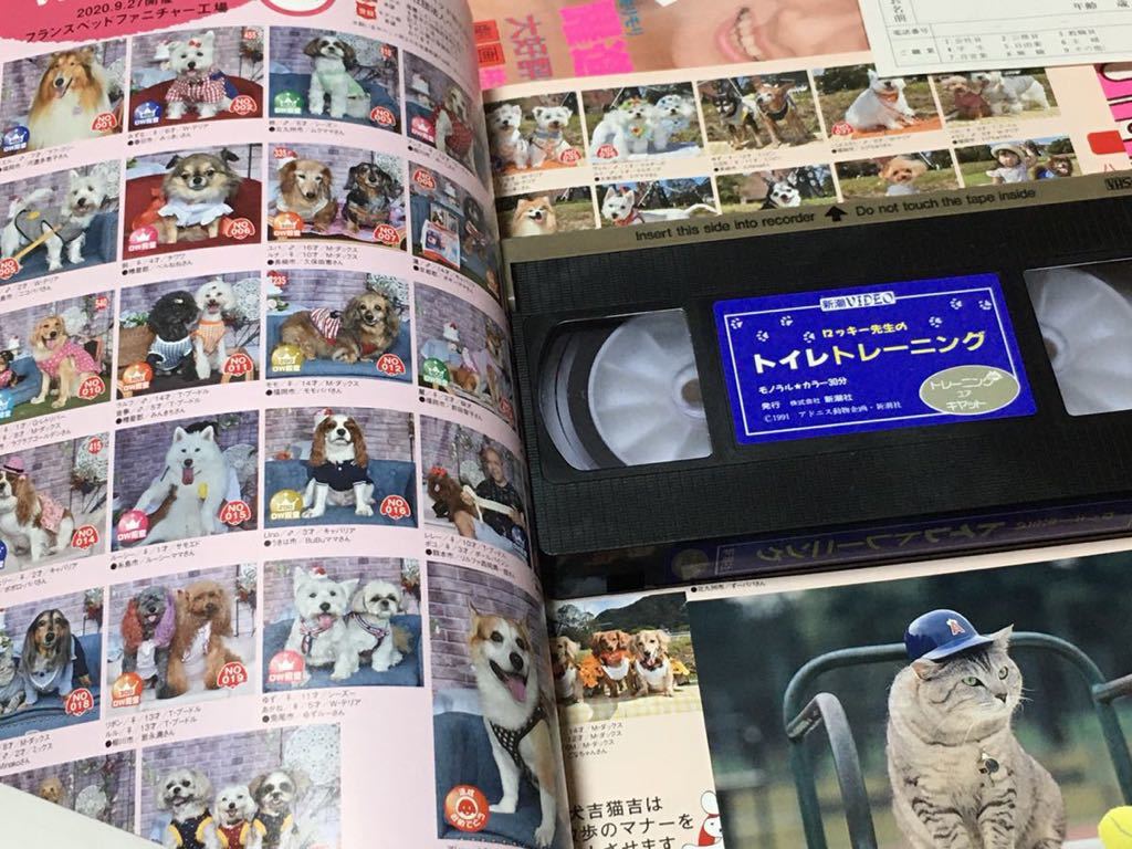 VHS ロッキー先生のトイレトレーニング トレーニングユアキャット (1991) 若林志穂 ロッキー 坂本真秀 斉藤博司 橋本昌司 R・バーウィック _画像4