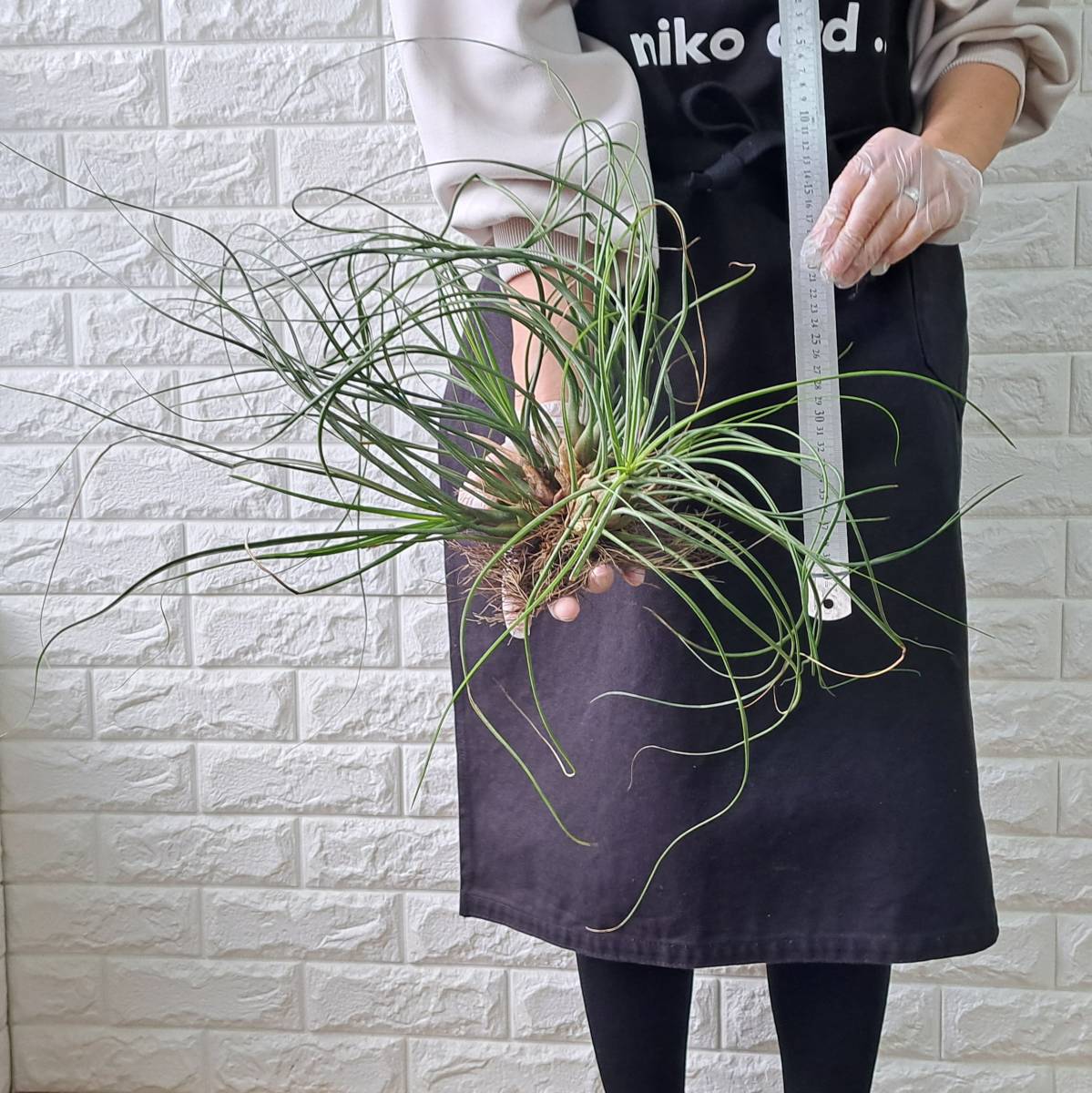 ☆1円スタート☆13 チランジア 植物☆Tillandsia butzii Giant Hybrid(ブッツィー ジャイアント)/エアープランツ_画像2