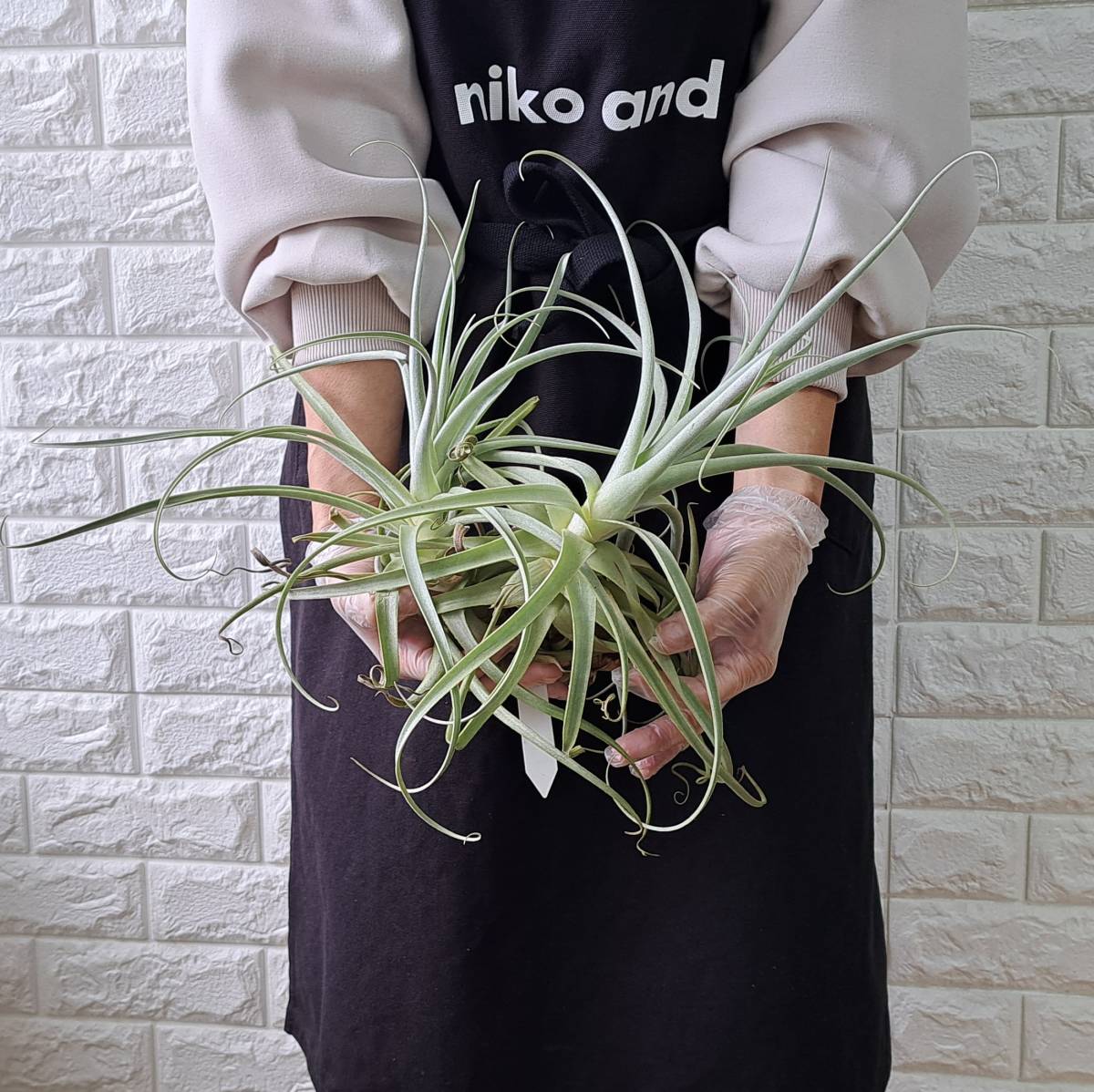 ☆1円スタート☆TSF チランジア 植物☆Tillandsia straminea 'Fuzzy Giant'(ストラミネア 'ファジージャイアント')/エアープランツ_画像1