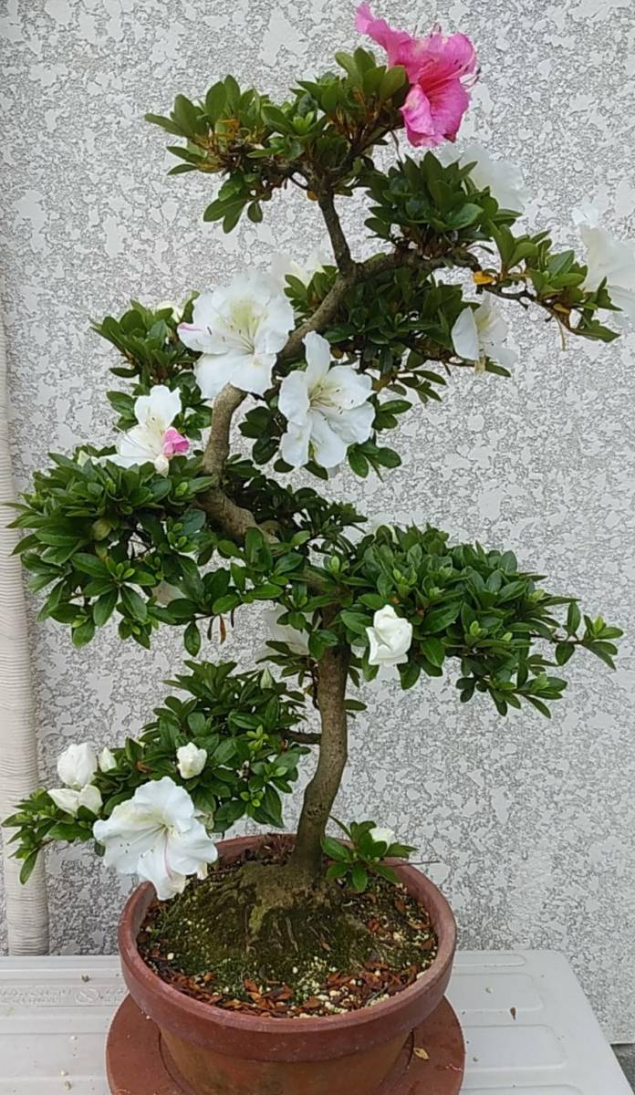 さつき盆栽　「華宝」19 　力強い根張り　差し芽後３０年以上　プラスチック直径3０cm　◇樹高55cm 　幹回り約8cm　　_過去の花季の様子