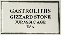 生痕化石　恐竜の胃石ガストロライト　ラベル付（Ｂ）_画像3