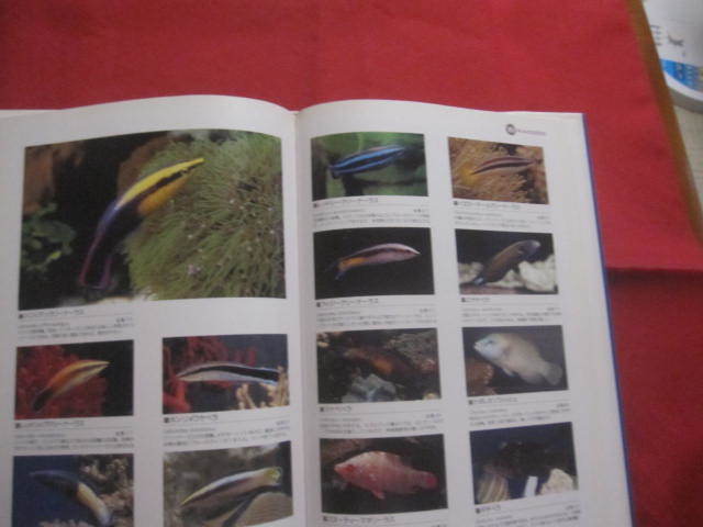 * морская рыба разведение иллюстрированная книга MARINE AQUARIUM FISHES OF THE WORLD [ аквариумная рыбка * хобби ]