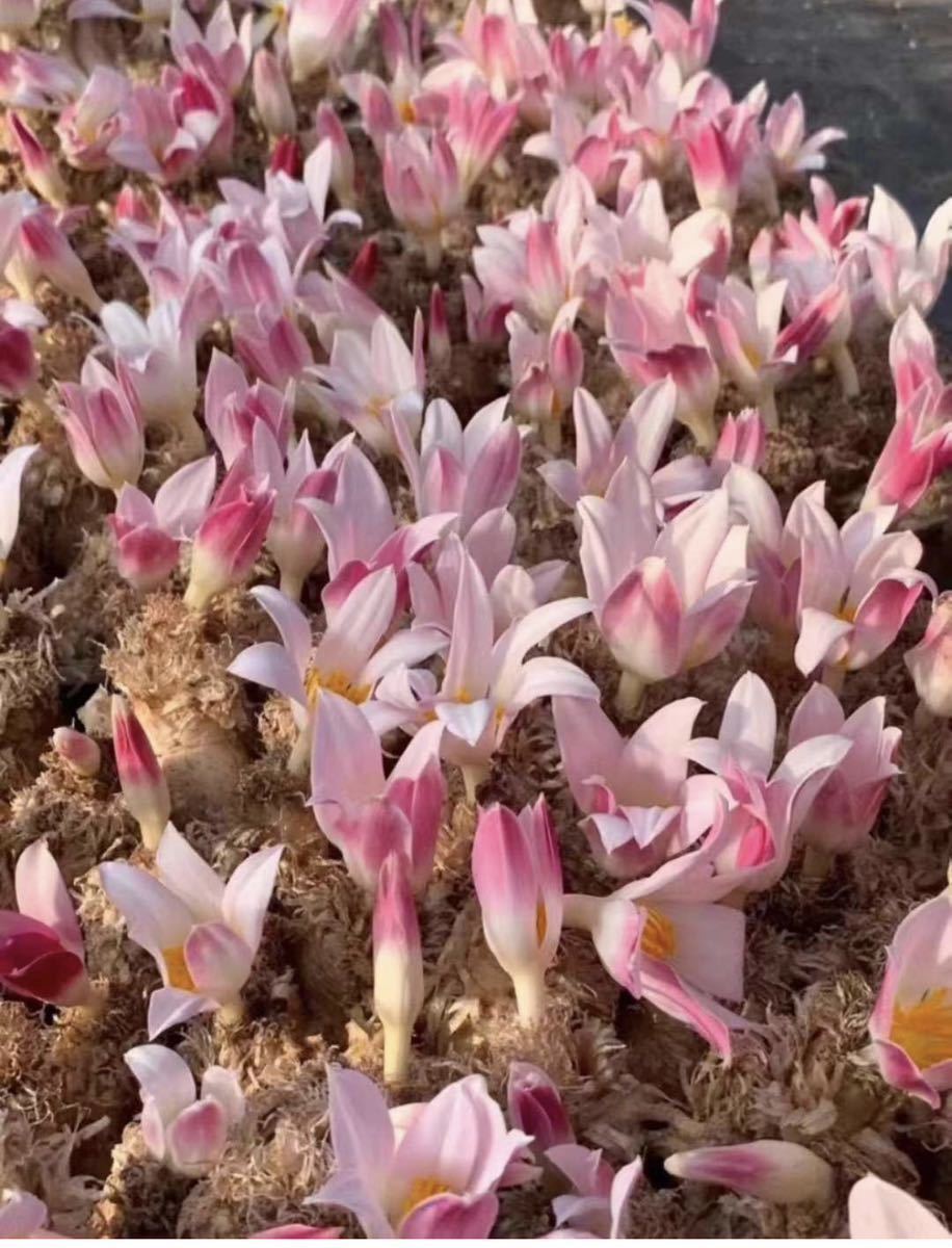 貴重植物 現地株 ゲチリス　グランディフローラ Gethyllis grandiflora ゲチリス界のヘルメス01_画像4