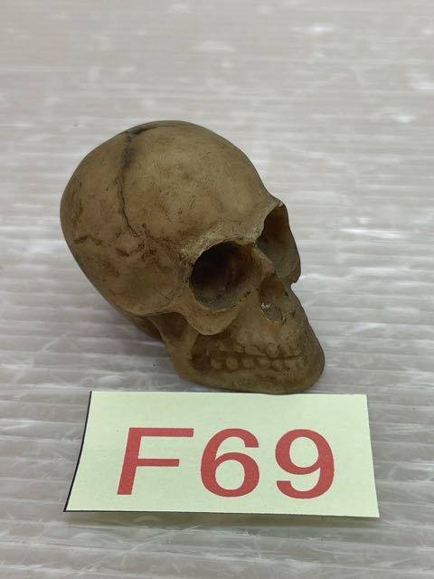 *F69 prompt decision! Skull in sense stand skeleton skull gaikotsu size image equipped 