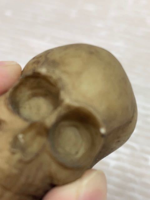 *F69 prompt decision! Skull in sense stand skeleton skull gaikotsu size image equipped 