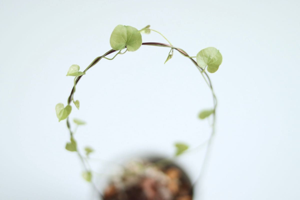 dioscorea elephantipes 亀甲竜 鉢付き モルタル|Yahoo!フリマ(旧
