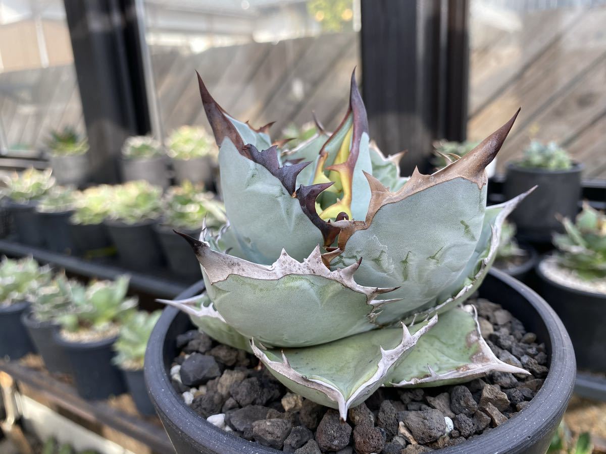 Yahoo!オークション - 台湾dennis産 実生blue agave titanota Yahoo!オークション - 台湾dennis産 実生blue agave titanota