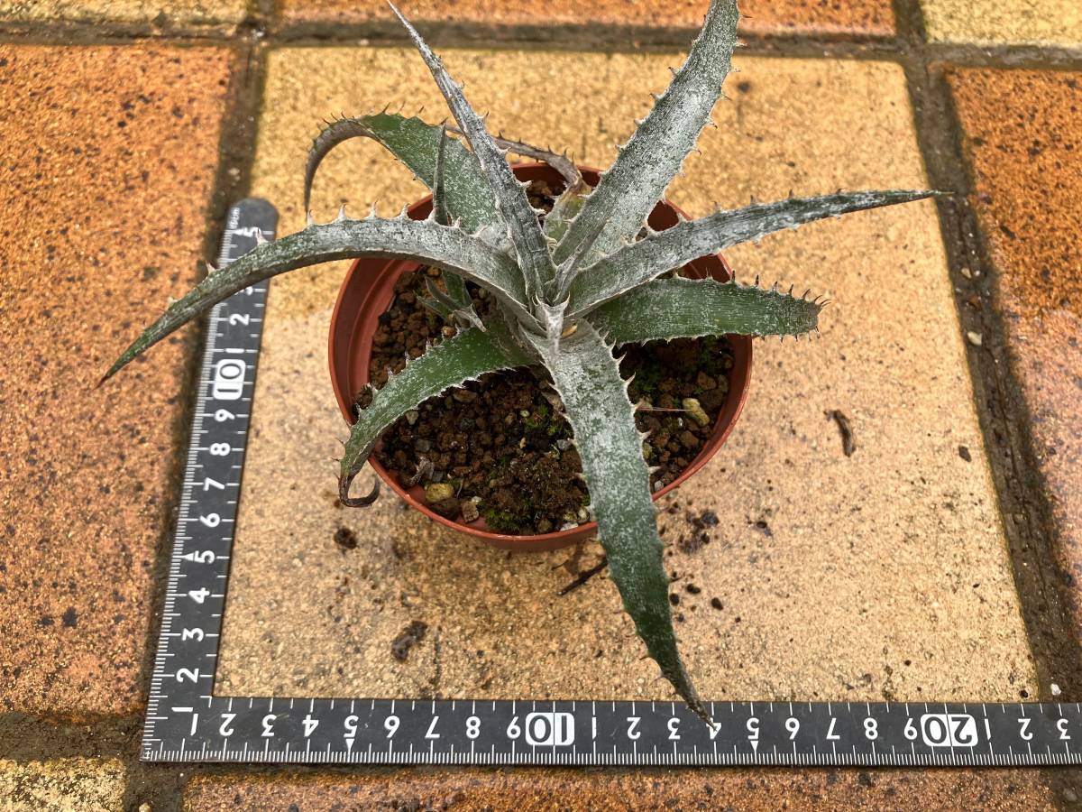 ディッキア　アイスフォリーズ 「Dyckia Ice Follies」_画像3