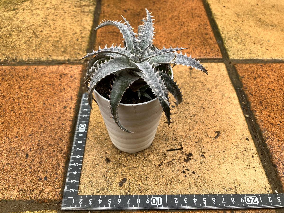 ディッキア　グレイオプス　その① 「Dyckia Gray Ops」_画像3