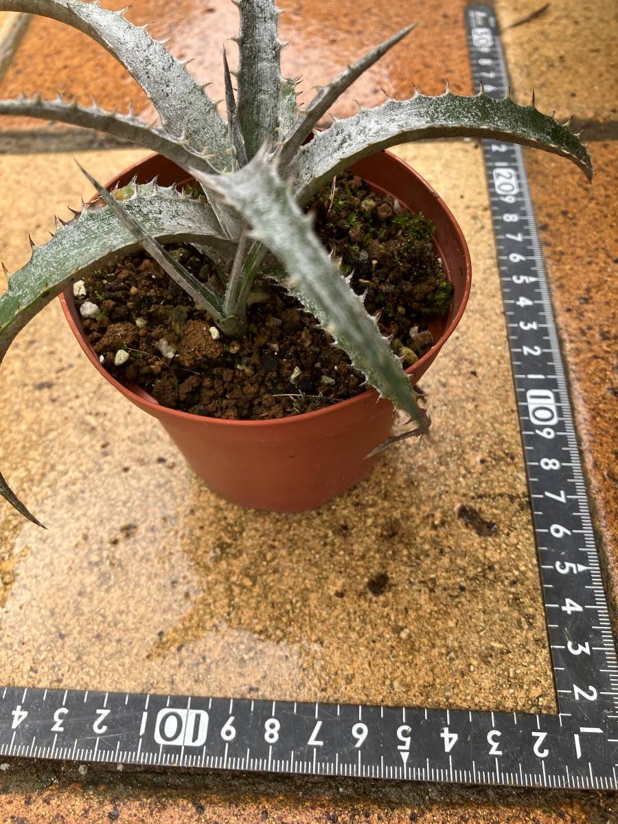 ディッキア　アイスフォリーズ 「Dyckia Ice Follies」_画像4