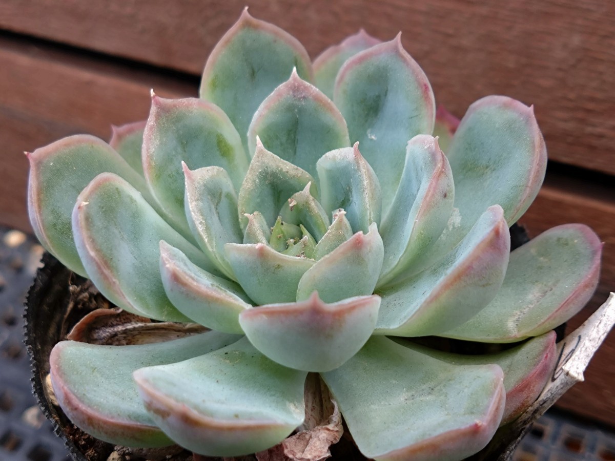 月影の宵 多肉植物 エケベリア 抜き苗_画像5