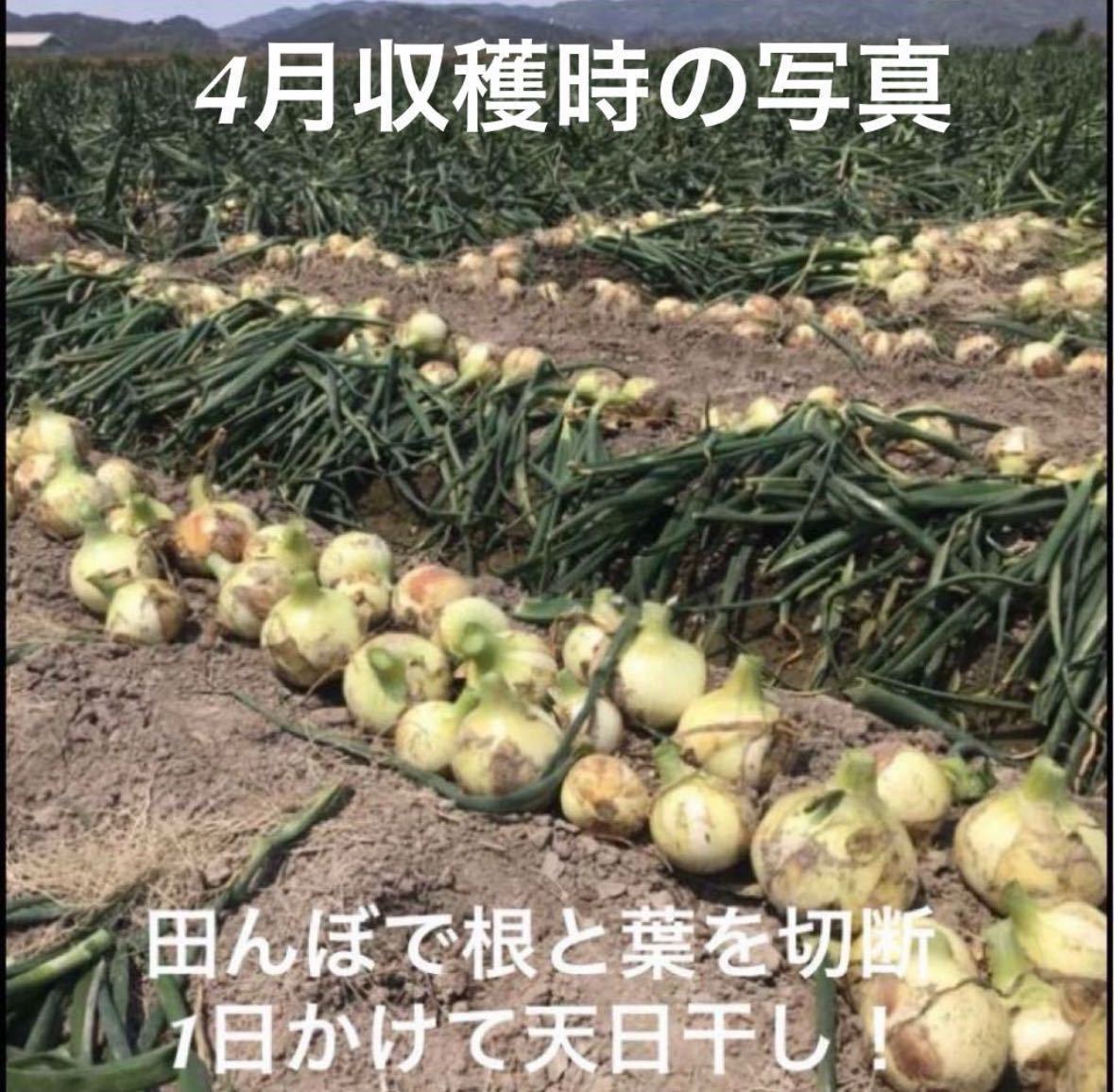 淡路島産 玉ねぎ苗 50本 たまねぎ苗 玉葱苗 タマネギ苗 淡路島 農家直送 家庭菜園_画像4