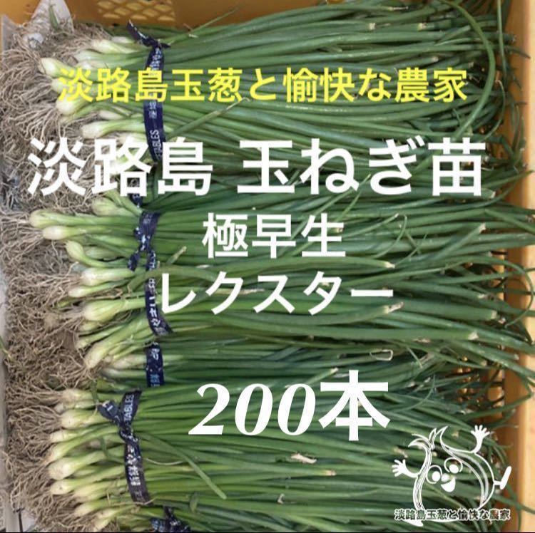 淡路島産 玉ねぎ苗 200本 たまねぎ苗 玉葱苗 タマネギ苗 淡路島 農家直送 家庭菜園_画像1